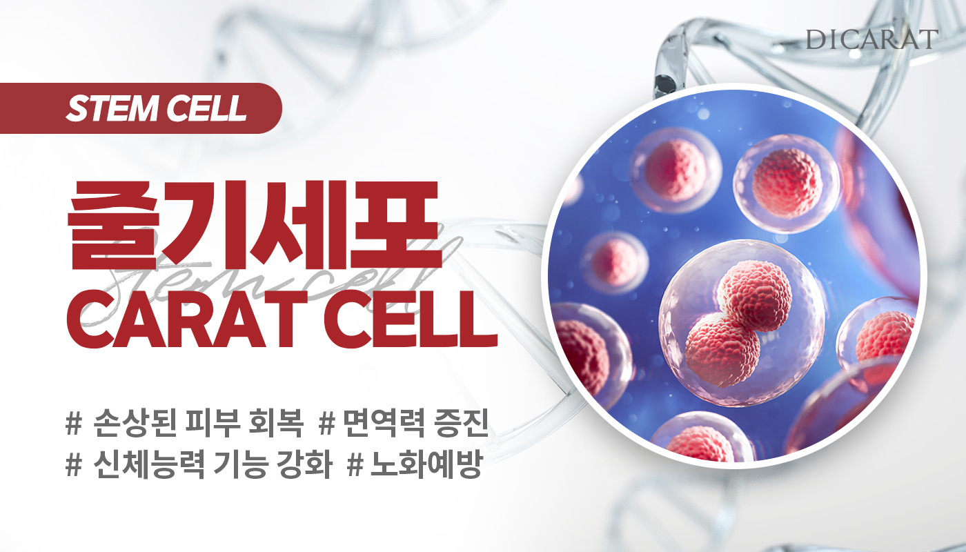 디캐럿의원 신사본점 :: 줄기세포 CARAT CELL